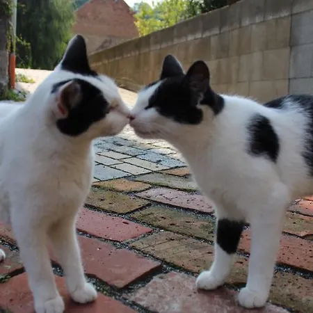 Apartment Gräfe - 3-seiten Hof Mit Großem Garten, Pool&sauna