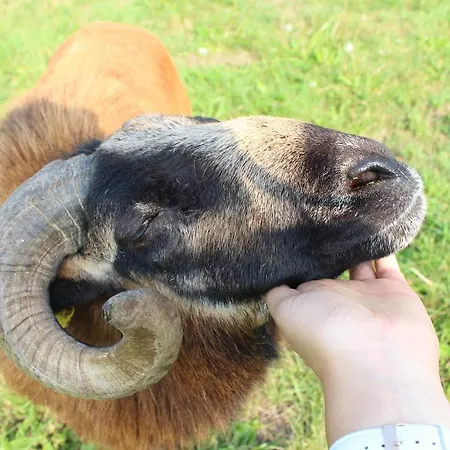 Graefe - 3-seiten Hof Mit Grossem Garten, Pool & Sauna Apartament *