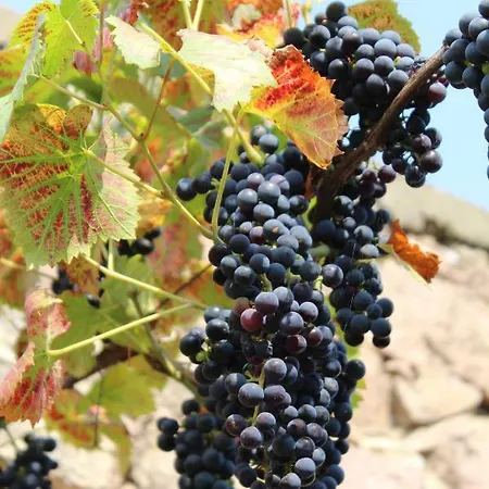 Apartament Graefe - 3-seiten Hof Mit Grossem Garten, Pool & Sauna Meißen