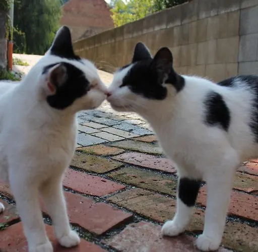 Appartement Graefe - 3-seiten Hof Mit Grossem Garten, Pool & Sauna