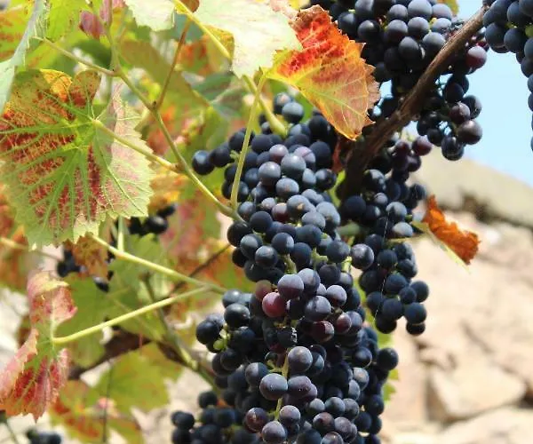 Appartement Graefe - 3-seiten Hof Mit Grossem Garten, Pool & Sauna Meißen